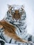 Tiger in snow winter forest
