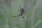 Tiger spider or wasp spider or Argiope bruennichii