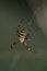 Tiger spider or wasp spider or Argiope bruennichii