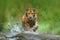 Tiger with splash river water. Action wildlife scene with wild cat in nature habitat. Tiger running in the water. Danger animal, t