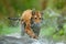 Tiger with splash river water. Tiger Action wildlife scene, wild cat, nature habitat. Tiger running in water. Danger animal, tajga