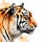 Tiger on splashed in white background, watercolor illustration.