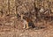 Tiger spotting in panna Tiger Reserve in Madhya Pradesh in India