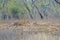 Tiger stalking on a sambar deer