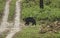 Tiger stalking on Sloat Bear in evening hours