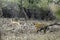 Tiger stalking on a Spotted deer