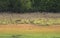 Tiger stalking on a Spotted deer in grassland