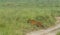 Tiger stalking on spotted deer in grassland