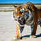a tiger is standing in the sand with its mouth open and mouth wide open and mouth wide with its mouth wide with a blue sky in the