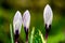 Tiger Stripe Crocus Trio