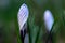 Tiger Striped Crocus Sunlight