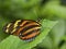 Tiger Striped Longwing Butterfly