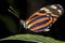 Tiger-striped longwing, heliconius ismenius