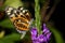 Tiger-striped longwing, heliconius ismenius