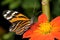 Tiger-striped longwing, heliconius ismenius