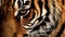 Tiger stripes background texture pattern design, wild, animals, cat, predator, Generative AI