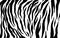 Tiger stripes pattern, animal skin texture, abstract ornament for clothing, fashion safari wallpaper, textile, natural