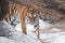 The tiger suddenly comes out from behind a fallen tree and looks at you. The powerful and beautiful big cat Amur tiger goes on