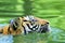 Tiger of Sumatra swimming in the jungle