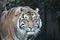 tiger - Sumatran Tiger rare and endagered