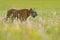 Tiger in summer. Flowered meadow with tiger. Tiger with ping and yellow and pink flowers. Siberian tiger in beautiful habitat. Amu