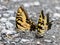 Tiger Swallowtail Butterflies feasting on dead worms on the roadway.