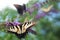 Tiger swallowtail butterflies feed on amethyst blooms