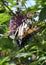 A Tiger Swallowtail butterfly on a butterfly bush