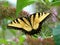 Tiger Swallowtail Butterfly on a Butterfly Bush Cluster of Flowers