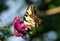 Tiger Swallowtail butterfly deep in a pink Hibiscus flower