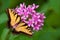 Tiger Swallowtail butterfly on pink flowers