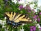 Tiger swallowtail butterfly resting on a cluster of white flowers.