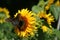 Tiger Swallowtail butterfly on sunflower