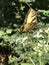 Tiger Swallowtail Butterfly on White Virginia Crownbeard Wildflower - Verbesina virginica