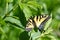 Tiger Swallowtail Papilio glaucus