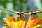 Tiger swallowtail pollinating a flower.