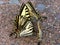 Tiger Swallowtails (Papilio glaucus)