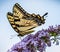 Tiger Swalowtail Butterfly Nectaring on Lilacs