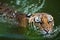 Tiger swimming in pond