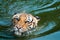 Tiger swimming in pond