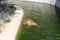 A tiger swims in the water on a hot summer day at the zoo