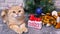 tiger symbol 2022, ginger cat and gift box with text 2022 at Christmas tree