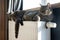 A tiger tabby cat relaxing on a warm radiator. Warm. Cats lies on the battery on a cold day