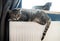 A tiger tabby cat relaxing on a warm radiator. Warm. Cats lies on the battery on a cold day