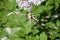 Tiger tail butterfly on lilacs