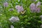 Tiger tail butterfly on lilacs