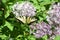 Tiger tail butterfly on lilacs