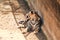 Tiger tigress resting near a wall