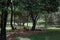 Tiger and tigress are resting under tree in summer day