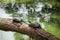 Tiger tortoise sunbathing on tree trunk in the lake